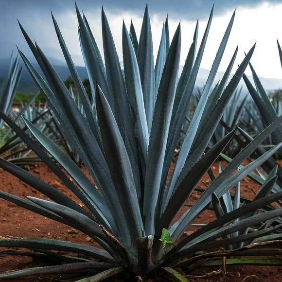 davidagave